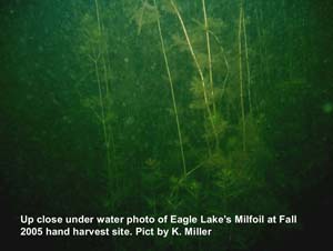 under water Milfoil